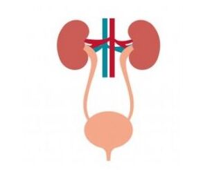 Urinary system and its capsules femaxal strengthening